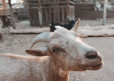 julie the goat